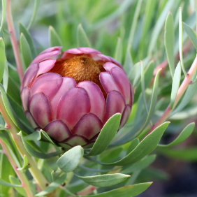 Protea Effusa