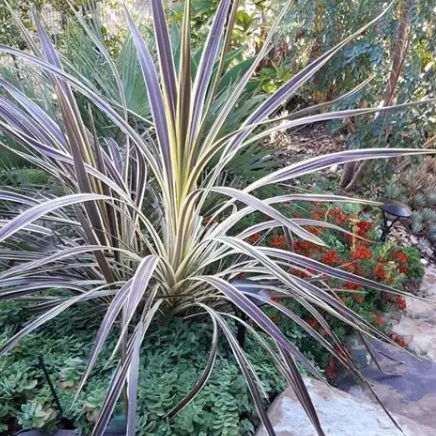 Cordyline banksii Electric Flash