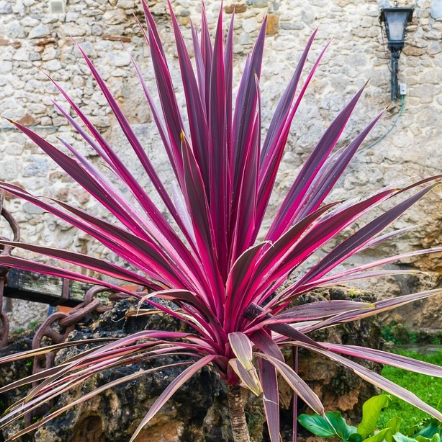 Cordyline banksii Electric Pink