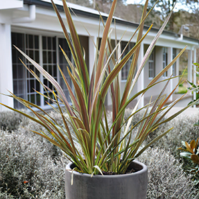 Cordyline banksii Electric Star
