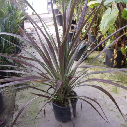 Cordyline banksii Electric Star