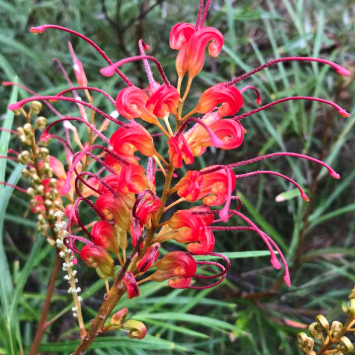 Grevillea longistyla x Grevillea johnsonii Elegance