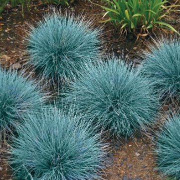Festuca glauca Elijah Blue