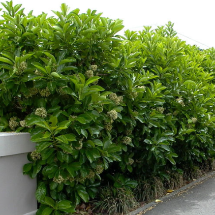 Viburnum odoratissimum Emerald Lustre