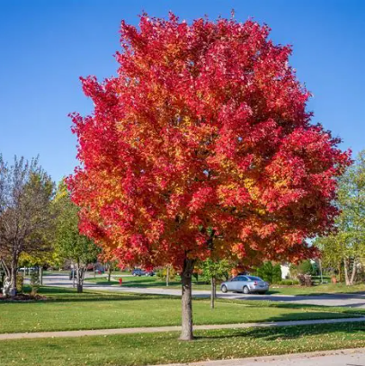 Acer palmatum Emerald Sunset