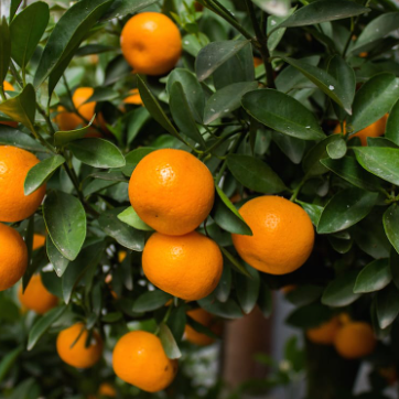 Citrus reticulata Emperor Mandarin Dwarf