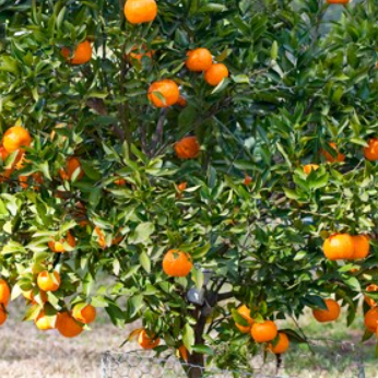 Citrus reticulata Emperor Mandarin