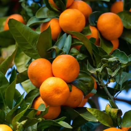 Citrus reticulata Emperor Mandarin Grafted