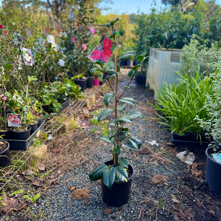 Camellia Japonica Emperor of Russia