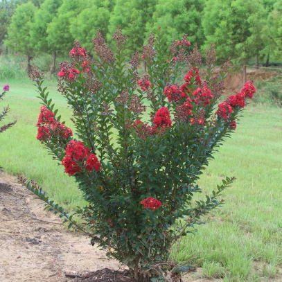 Lagerstroemia Enduring Summer Red Crepe Myrtle