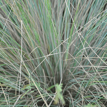 Poa spp. Ozbreed Eskdale Blue™
