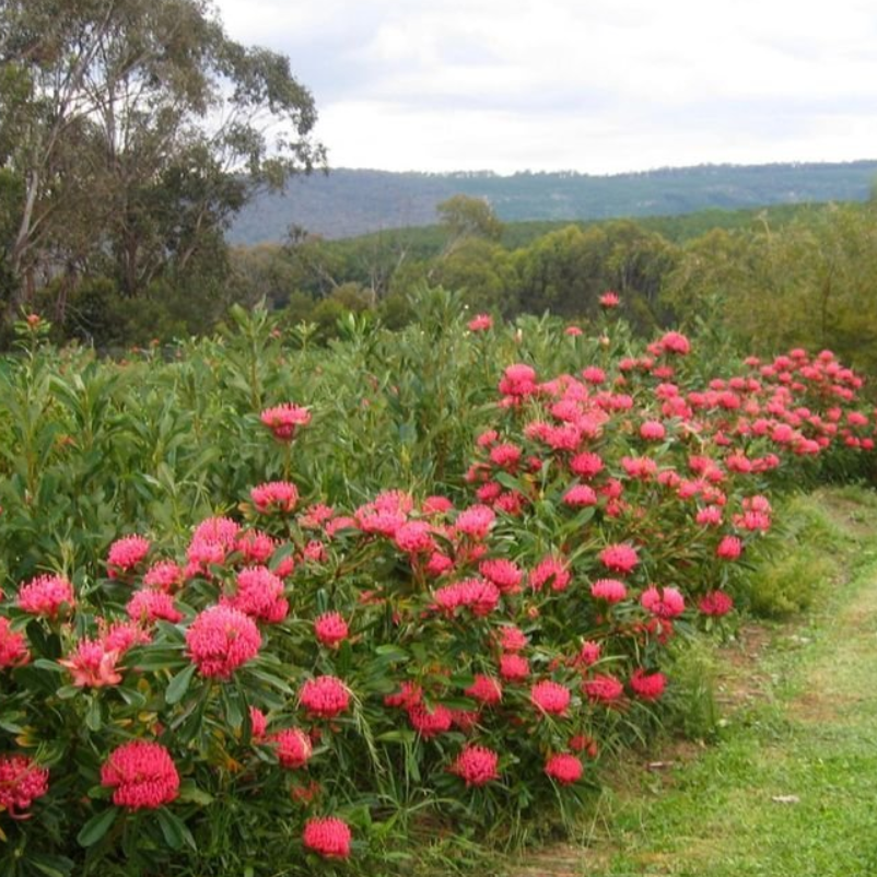 Telopea Essie's Gift Waratah