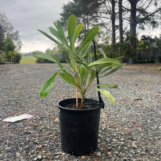 Telopea Essie's Gift Waratah