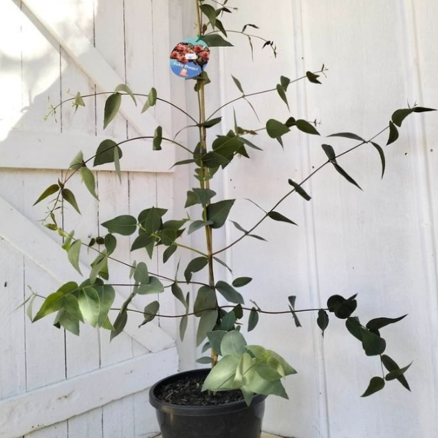 Eucalyptus leucoylon Euky Dwarf