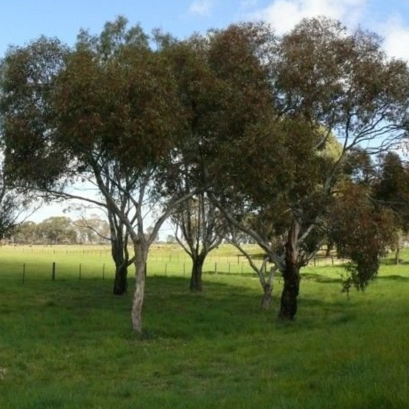 Eucalyptus leucoylon Euky Dwarf