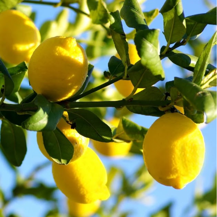 Citrus limon Eureka Dwarf Lemon