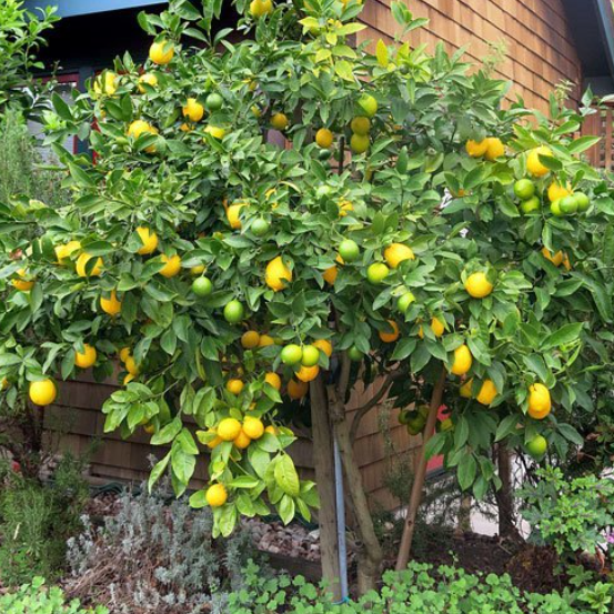Citrus limon Eureka Dwarf Lemon