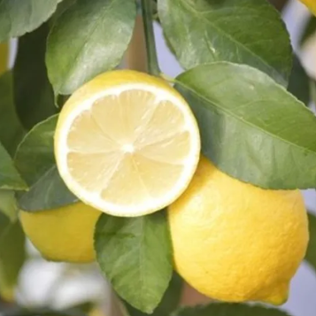 Citrus limon Eureka Seedless Lemon