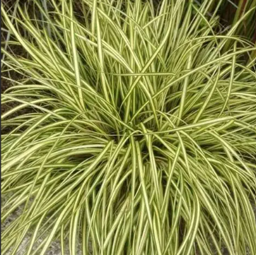 Carex oshimensis Evergold