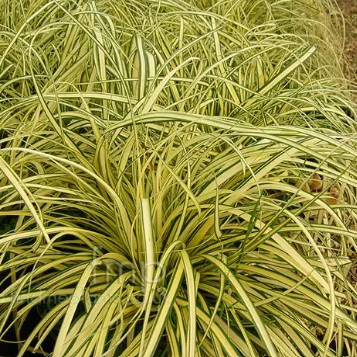 Carex oshimensis Evergold
