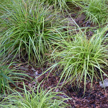 Carex oshimensis Everoro