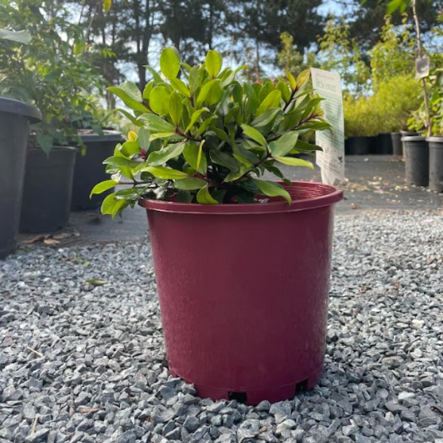 Metrosideros collina Little Ewan PBR