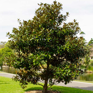 Magnolia grandiflora Exmouth