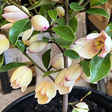 Michelia Fairy Petite Peach Magnolia