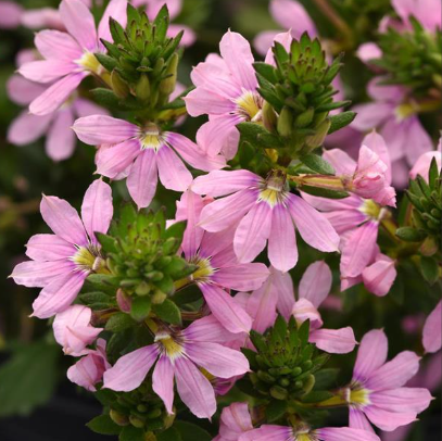 Scaevola aemula Fairy Pink