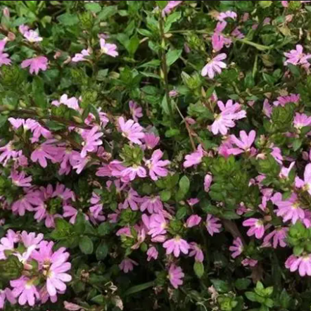 Scaevola aemula Fairy Pink