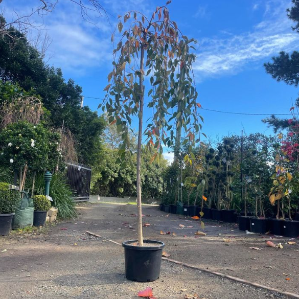 Prunus subhirtella Falling Snow Weeping Cherry - Standards 1.2m / 1.5m / 1.8m.