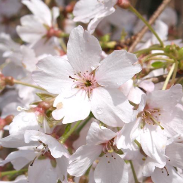 Prunus subhirtella Falling Snow Weeping Cherry - Grafted