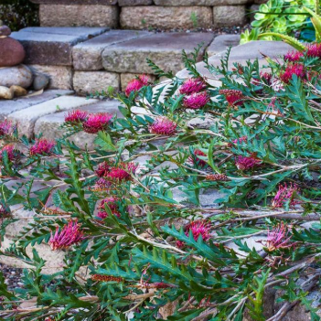 Grevillea gaudichaudii x longifolia Fanfare