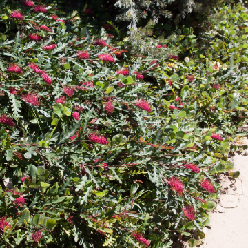 Grevillea gaudichaudii x longifolia Fanfare