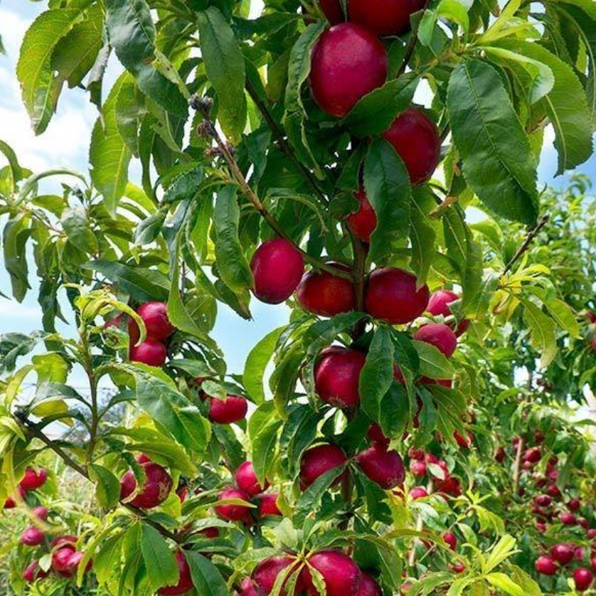 Prunus var. nucipersica Fantasia Nectarine