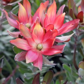 Leucadendron Fantasy Sunset