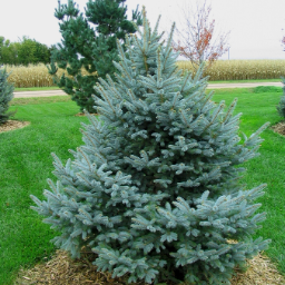 Picea pungens Fat Albert