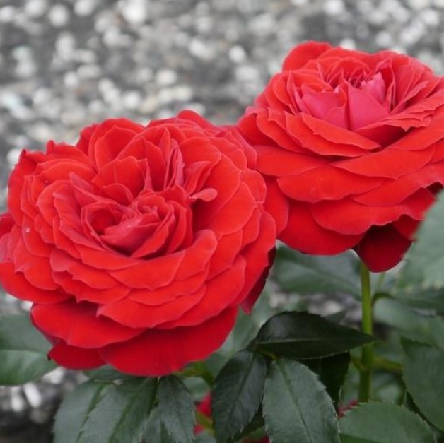 Fathers Love Bush Rose