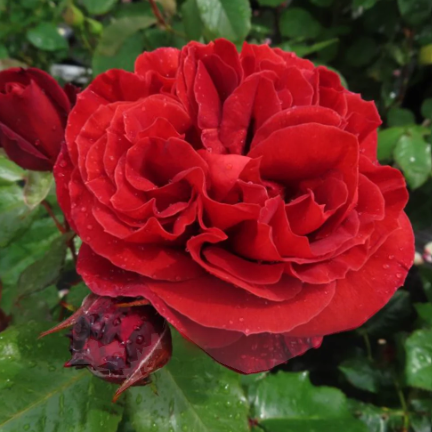Fathers Love Bush Rose