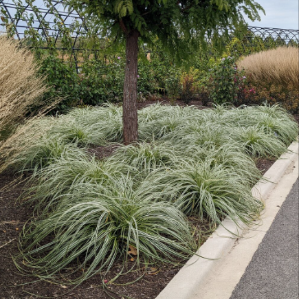 Carex oshimensis Feather Falls