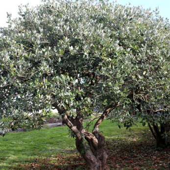 Acca sellowiana Feijoa/Pineapple Guava