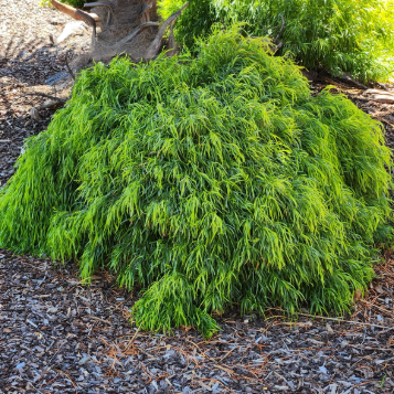 Acacia cognata Fettuccini