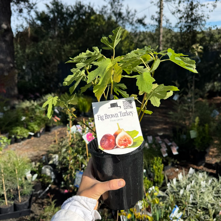 Ficus carica Brown Turkey Fig