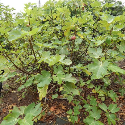 Ficus carica Brown Turkey Fig