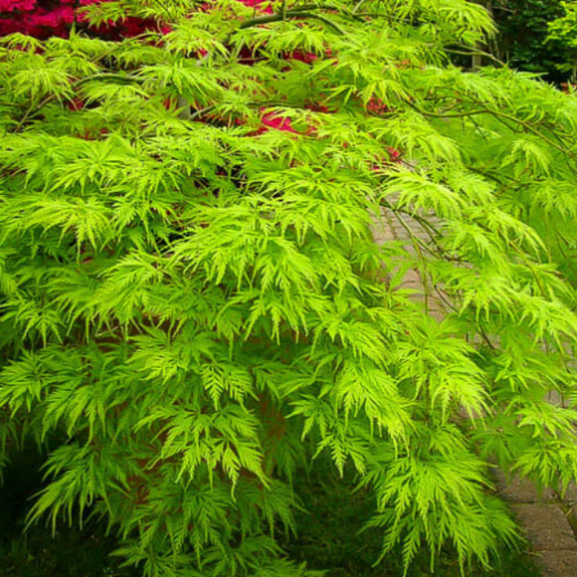 Acer palmatum Filigree Rouge
