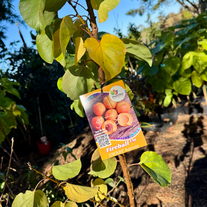 Prunus armeniaca Dwarf Fireball Apricot