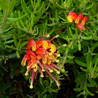 Grevillea alpinia x rosmarinifolia Fire Cracker