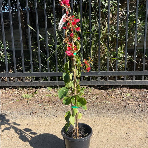 Bougainvillea Bambino Firefly