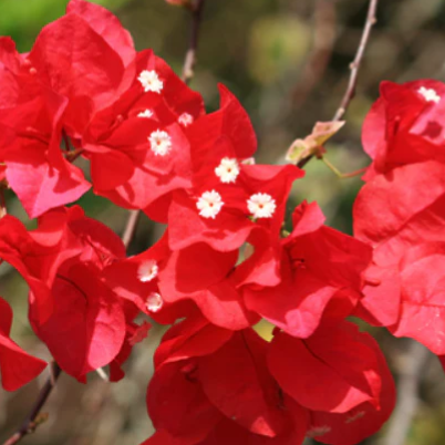 Bougainvillea Bambino Firefly