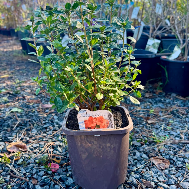 Azalea Fire Magic